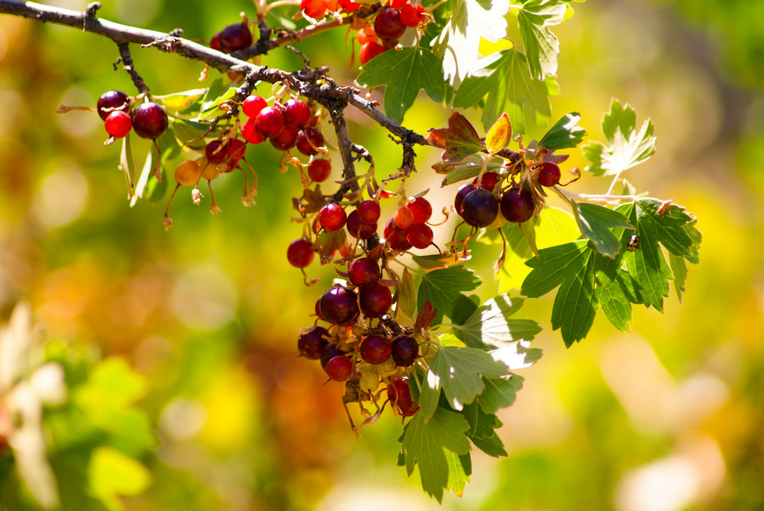 Energise Your Skin With The Magic of Juicy Juniper Berries